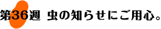 第36週：虫の知らせにご用心。