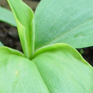 植物を顕微鏡で見る